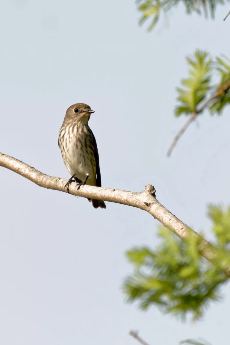 灰纹鹟 Grey-streaked Flycatcher