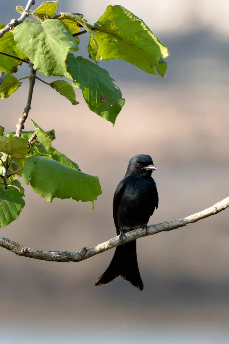 黑卷尾 Black Drongo